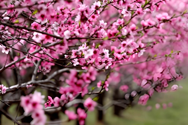 最尤物间三月天  杜陵桃花始盛开.jpg